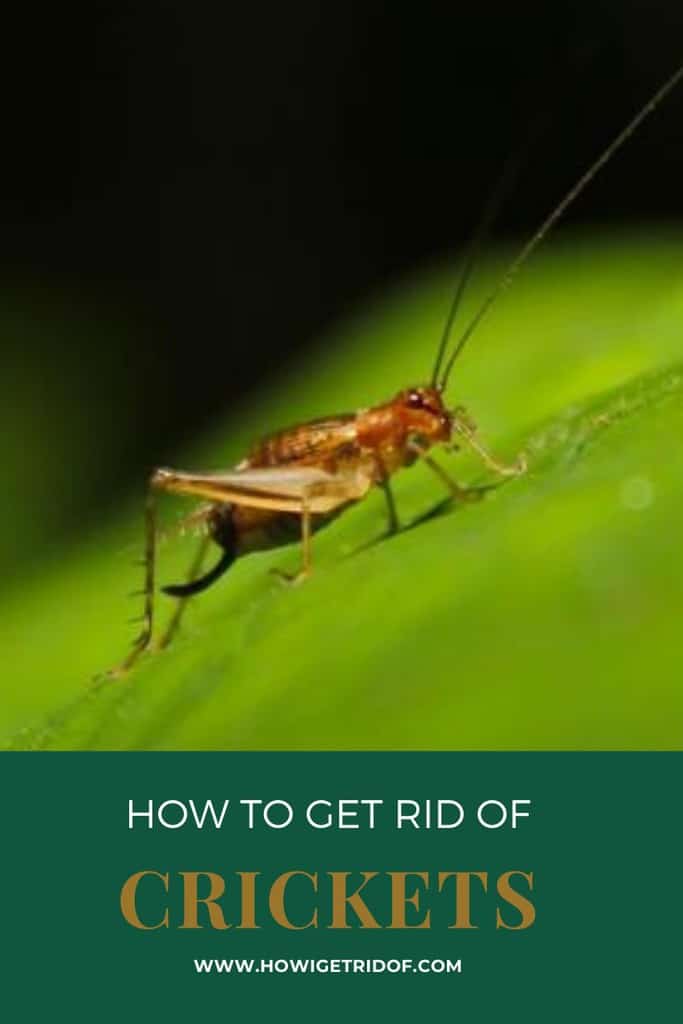 How To Get Rid Of Crickets How I Get Rid Of
