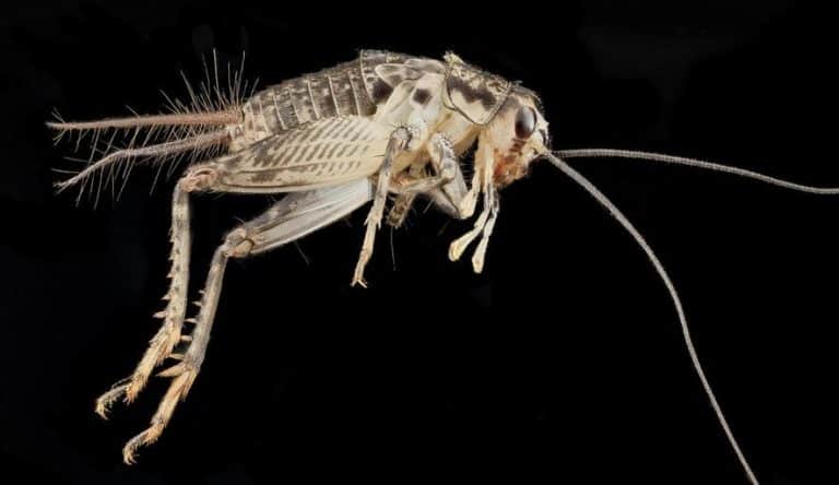 How To Get Rid Of Cricket Noise At Night