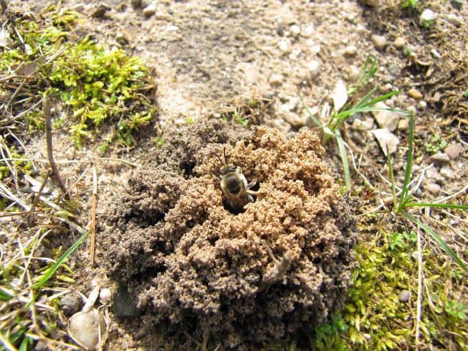 How To Get Rid of Ground Bees How I Get Rid Of