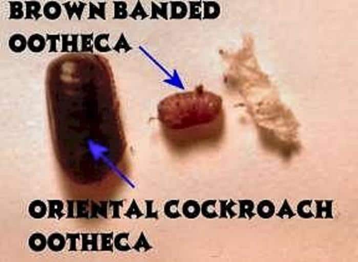 How To Get Rid Of A Waterbug Infestation How I Get Rid Of