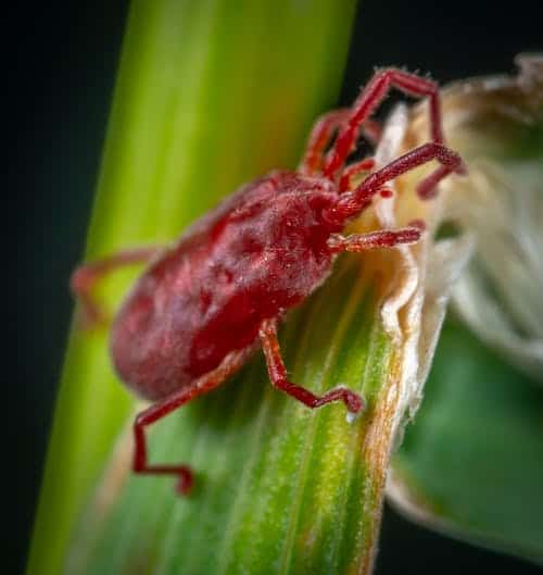 How To Get Rid of Chiggers How I Get Rid Of