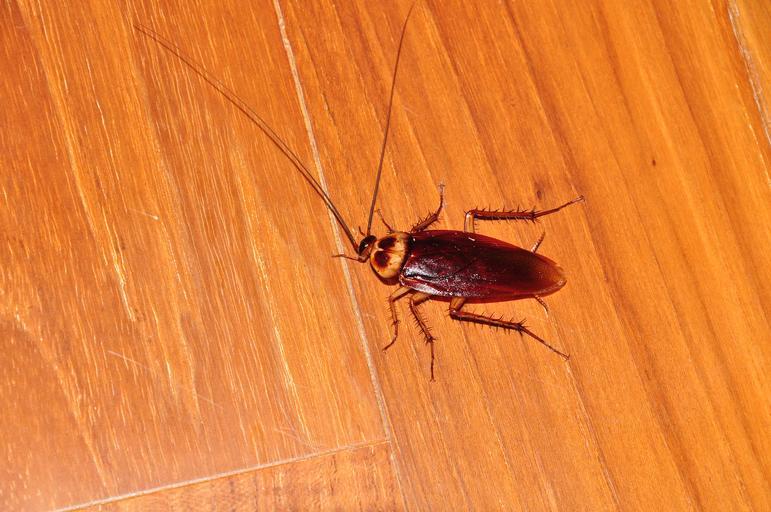 How To Get Rid of Palmetto Bugs How I Get Rid Of