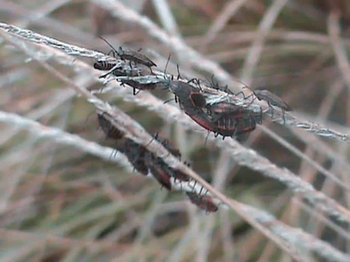 How To Get Rid Of The Box Elder Bug How I Get Rid Of