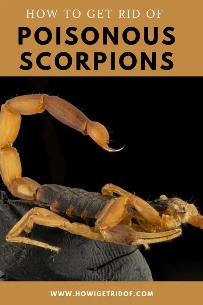 How To Get Rid of Poisonous Scorpions How I Get Rid Of