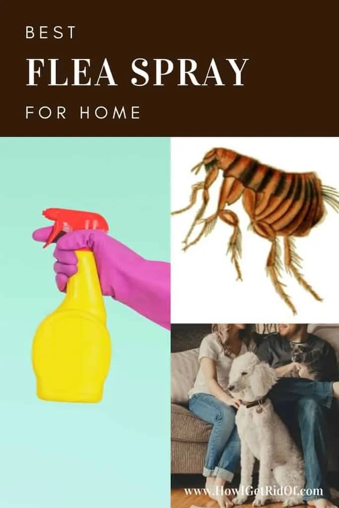 Best Flea Spray For Home How I Get Rid Of