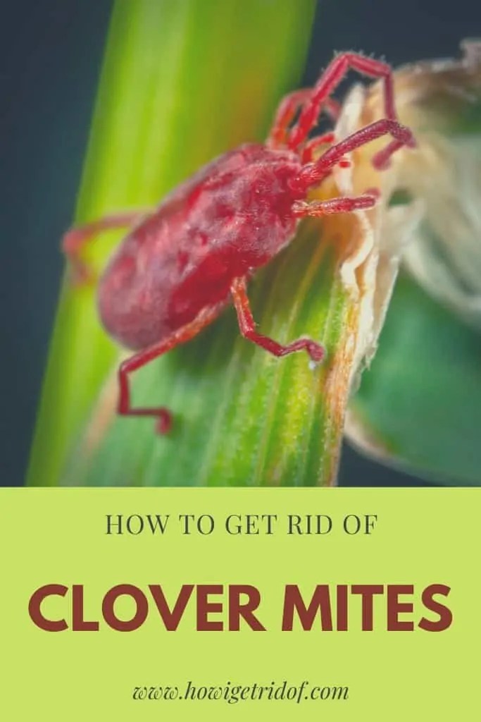 How To Get Rid of Clover Mites How I Get Rid Of