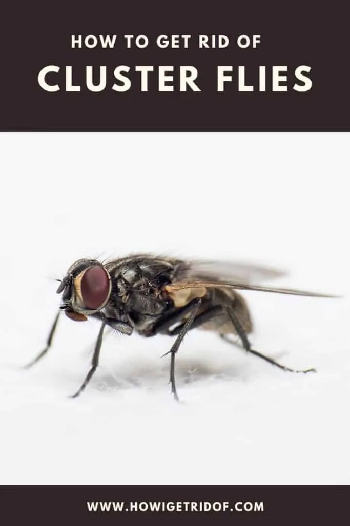 How To Get Rid Of Cluster Flies How I Get Rid Of