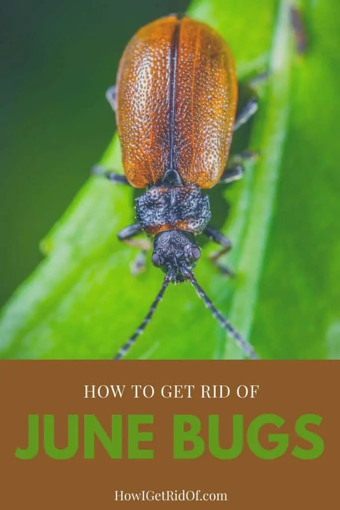 How To Get Rid Of June Bugs How I Get Rid Of