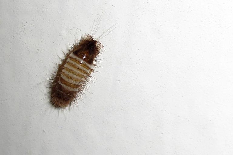 What Do Carpet Beetle Larvae Look Like