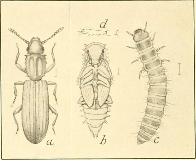 How To Get Rid of the Powder Post Beetle How I Get Rid Of