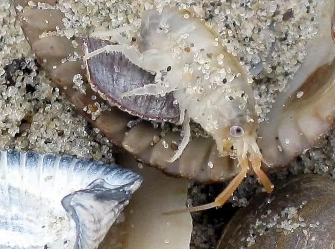 How To Get Rid Of Sand Fleas How I Get Rid Of