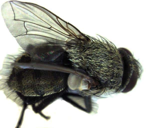 How To Get Rid Of Cluster Flies How I Get Rid Of