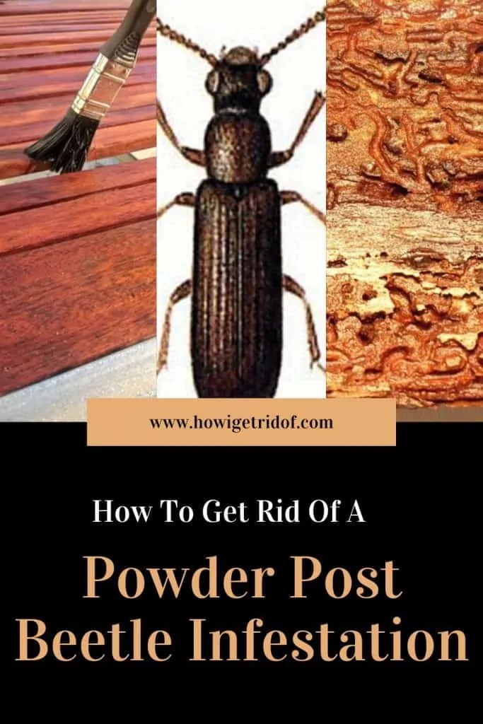 How To Get Rid of the Powder Post Beetle How I Get Rid Of