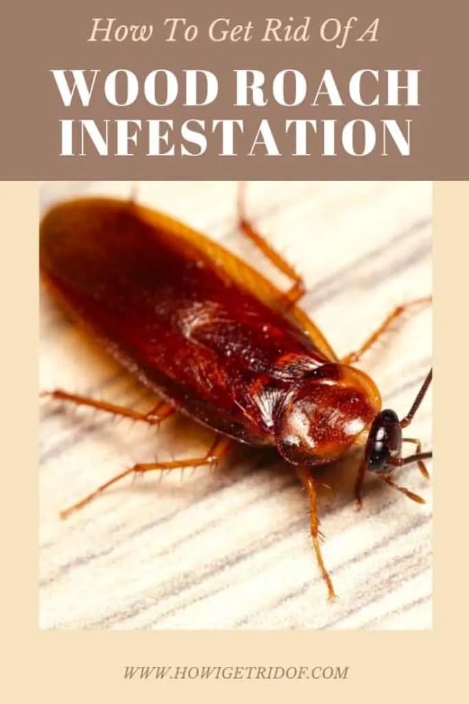 How To Get Rid Of A Wood Roach Infestation How I Get Rid Of