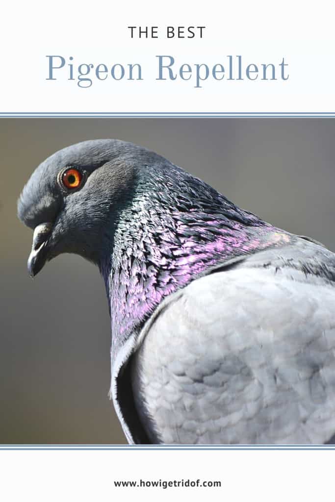 Best Pigeon Repellent How I Get Rid Of