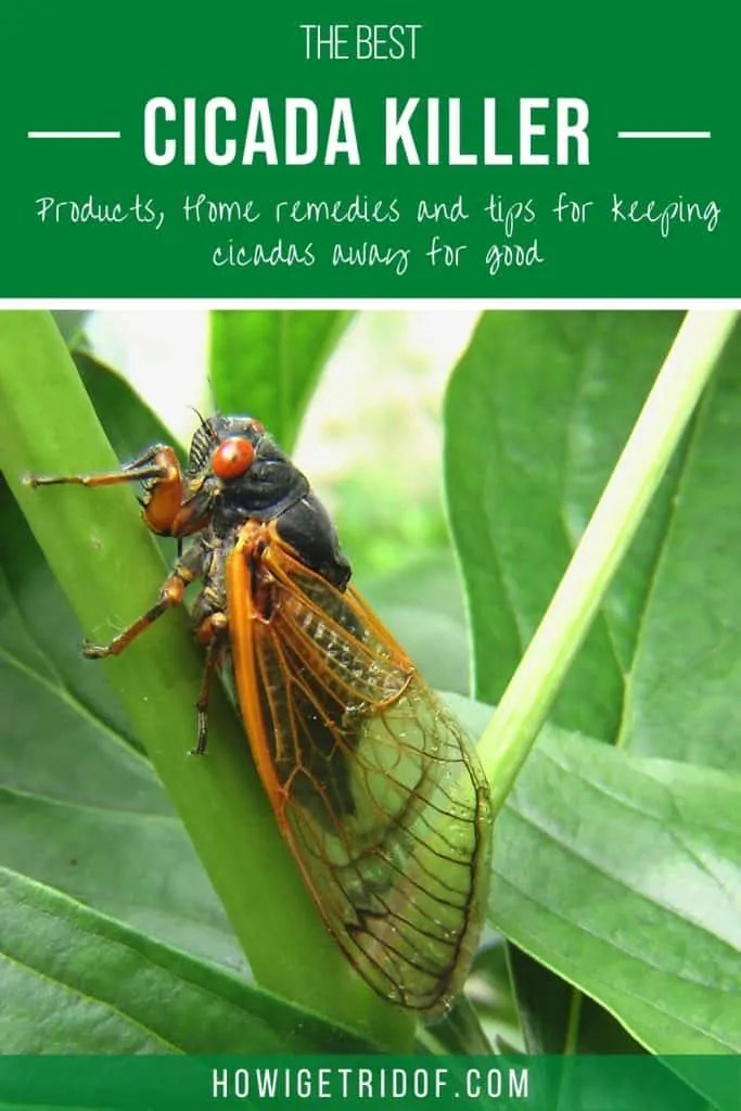 Best Cicada Killer Products, Home Remedies and Tips for Keeping