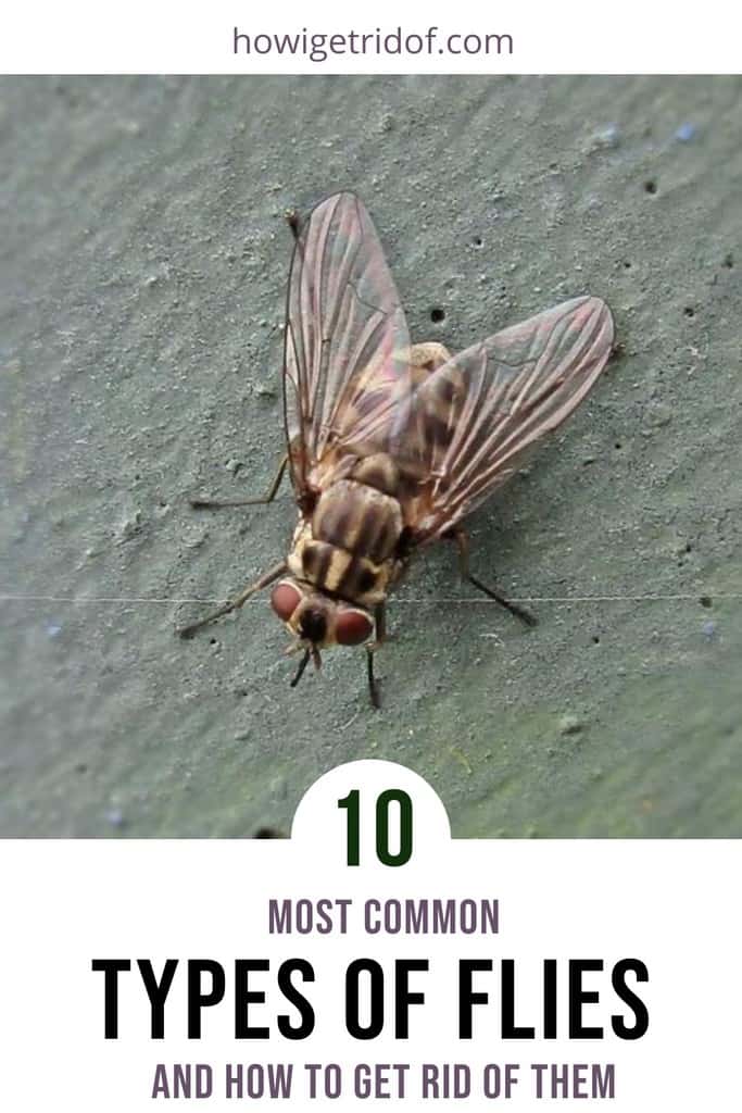 10 Most Common Types Of Flies and How To Get Rid Of Them How I Get Rid Of