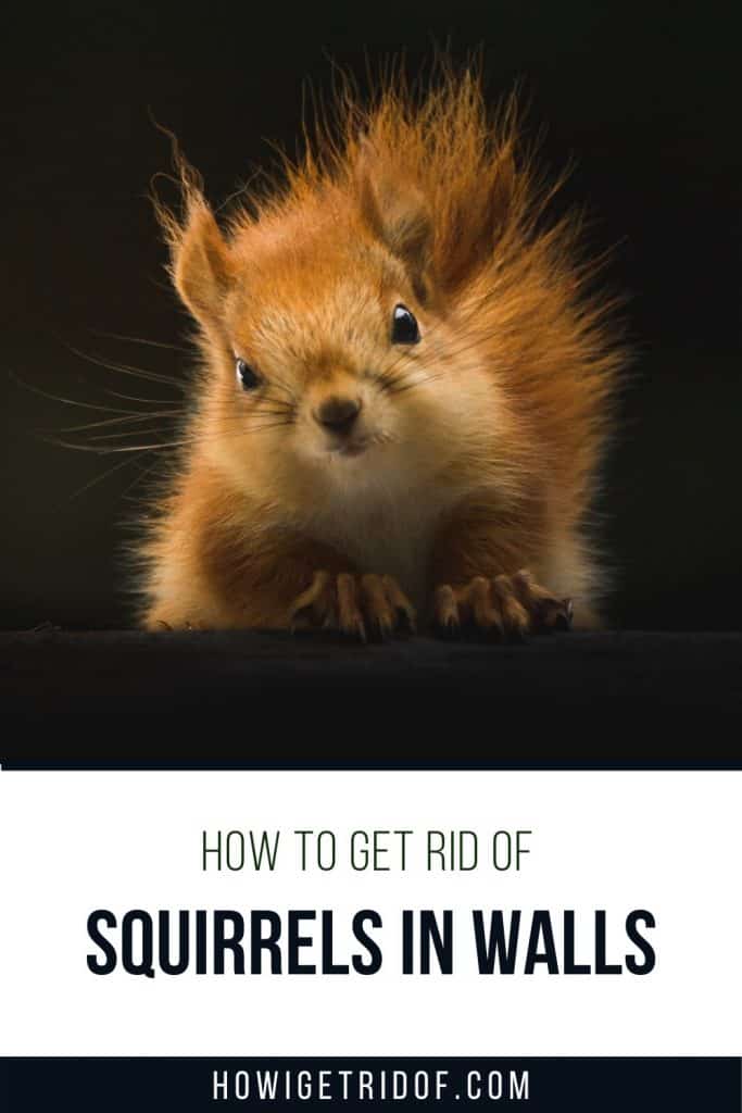 How To Get Rid Of Squirrels In Walls How I Get Rid Of