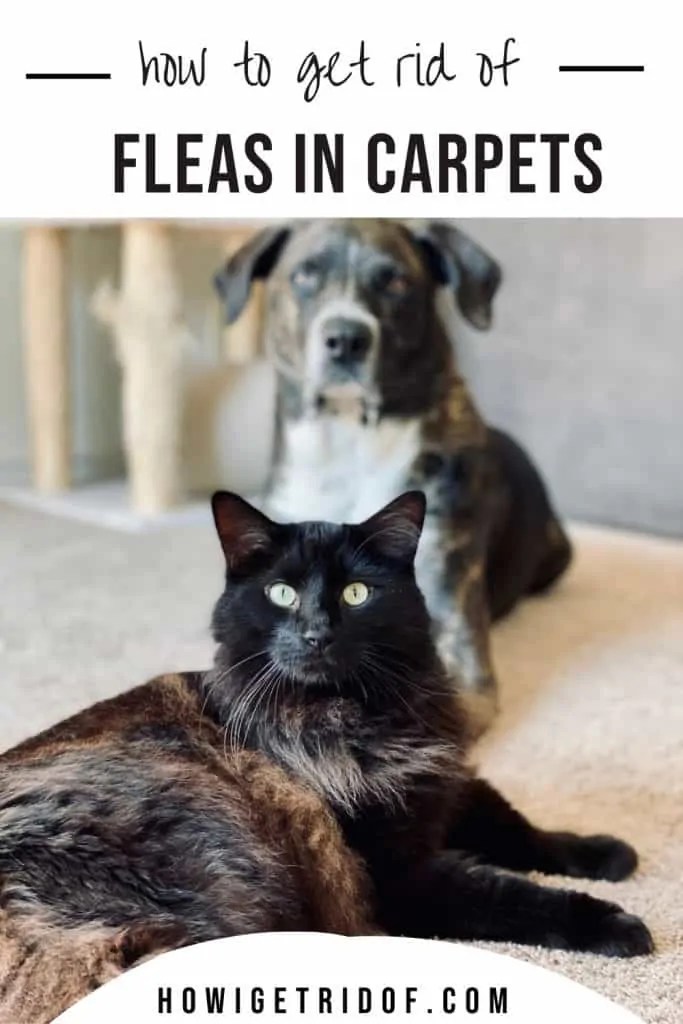 How To Get Rid Of Fleas In Carpet How I Get Rid Of