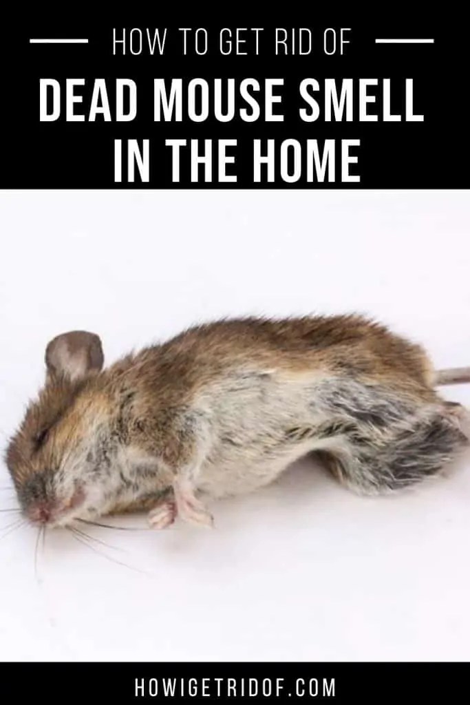 How To Get Rid of Dead Mouse Smell In Your House How I Get Rid Of