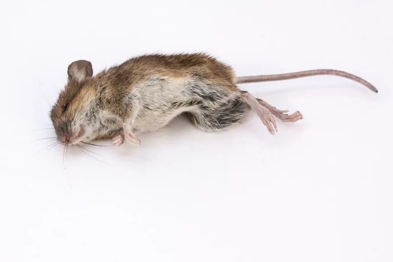 How To Get Rid of Dead Mouse Smell In Your House How I Get Rid Of