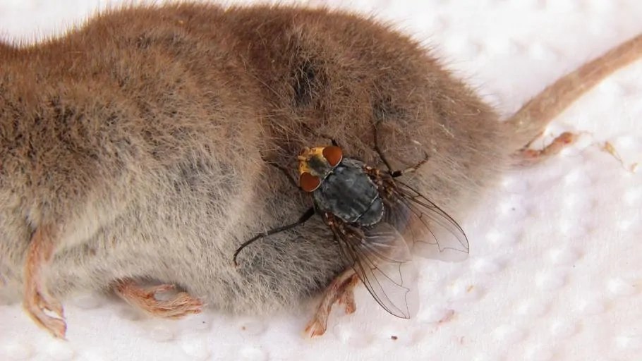 How To Get Rid of Dead Mouse Smell In Your House How I Get Rid Of