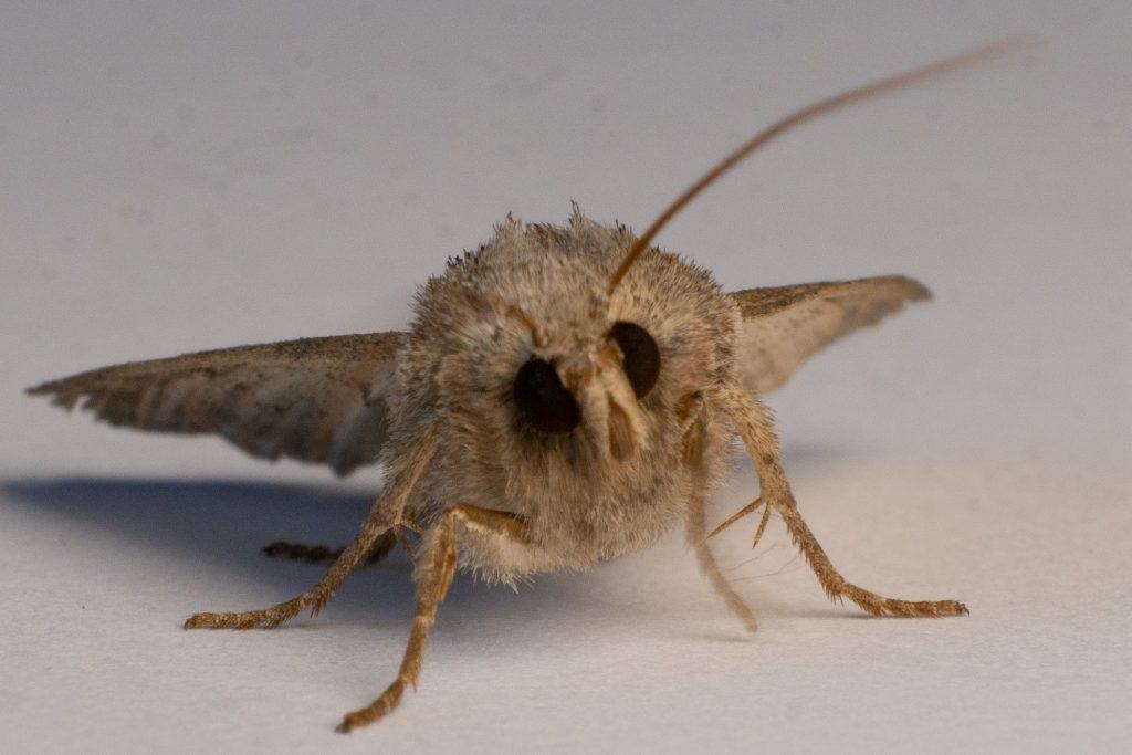 10 Most Common Types of Moths and How To Get Rid Of Them How I Get Rid Of
