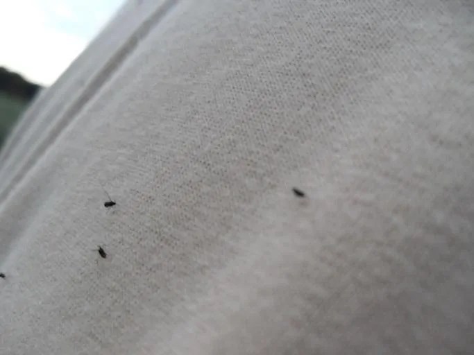 Little Black Bugs That Bite What ARE These Annoying Pests? How I