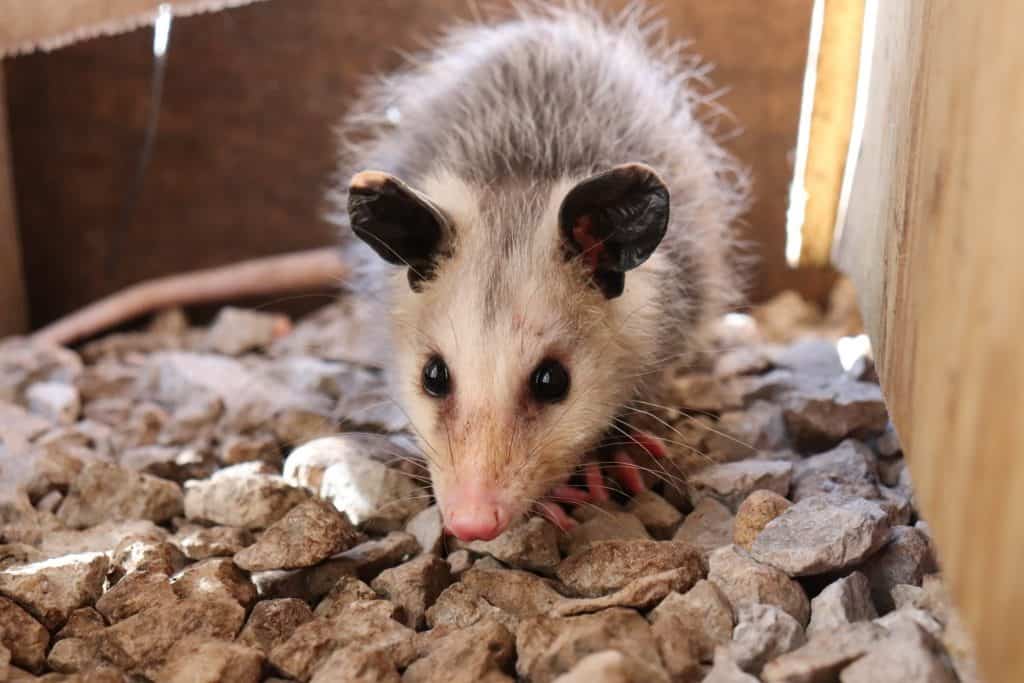 Best Possum Trap Products and How To Use Them How I Get Rid Of