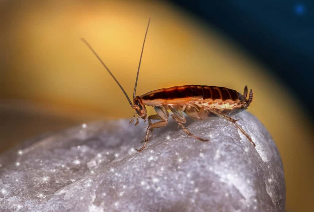 Bugs That Look Like Roaches Bug Identification Guide How I Get Rid Of