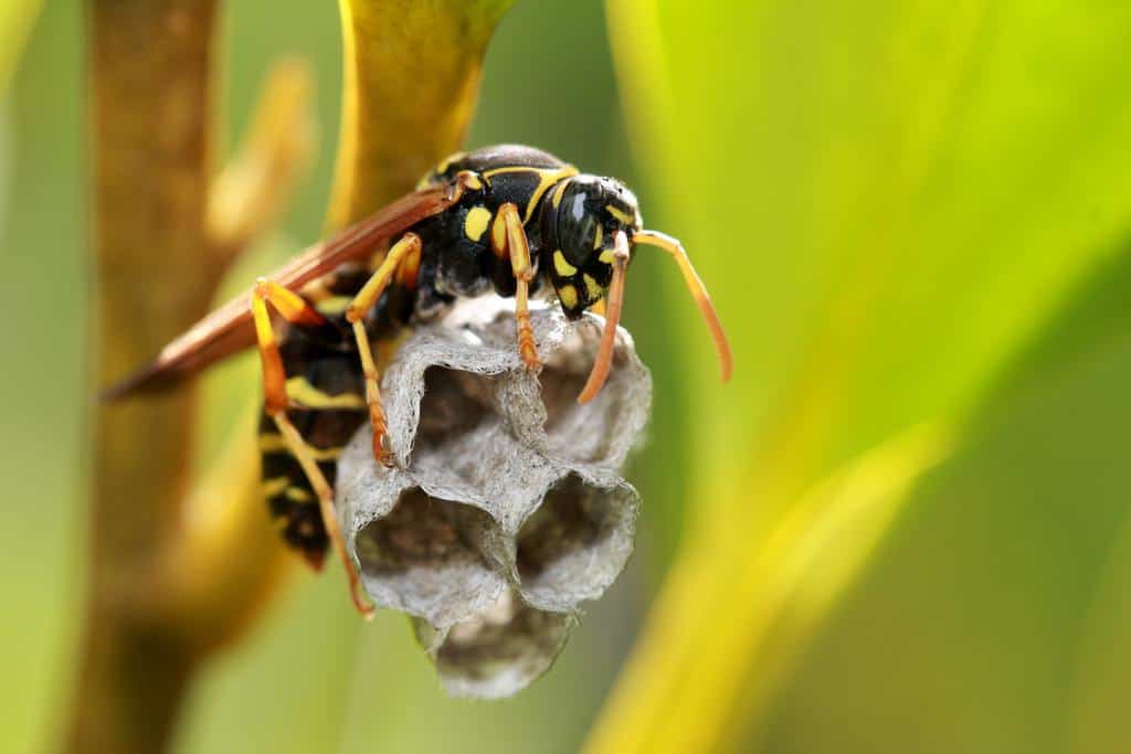 How To Get Rid Of A Wasp Nest Without Getting Stung How I Get Rid Of