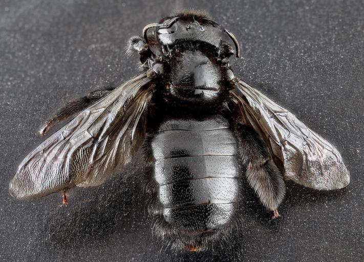 Bee Identification How To Know Which Bees To Keep and Which Bees To