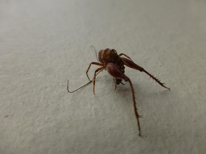 How To Get Rid Of The Spider Cricket How I Get Rid Of