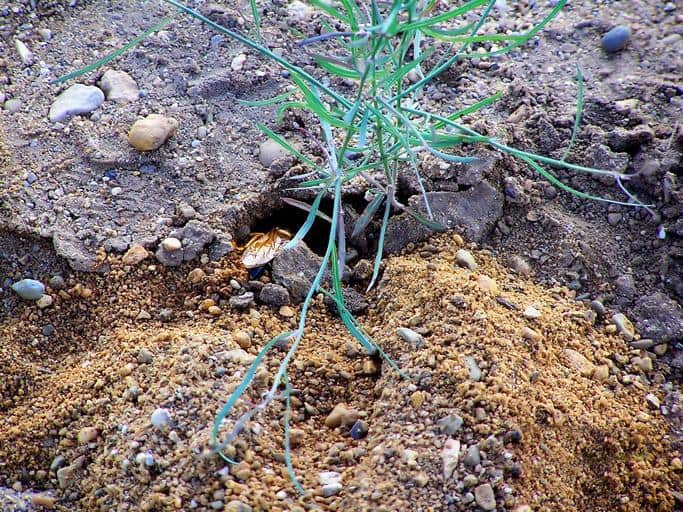 How To Get Rid Of Ground How I Get Rid Of