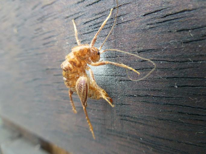 How To Get Rid Of The Spider Cricket How I Get Rid Of