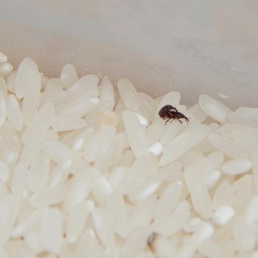 Bugs In Rice How To Get Rid Of A Rice Weevil Problem How I Get Rid Of