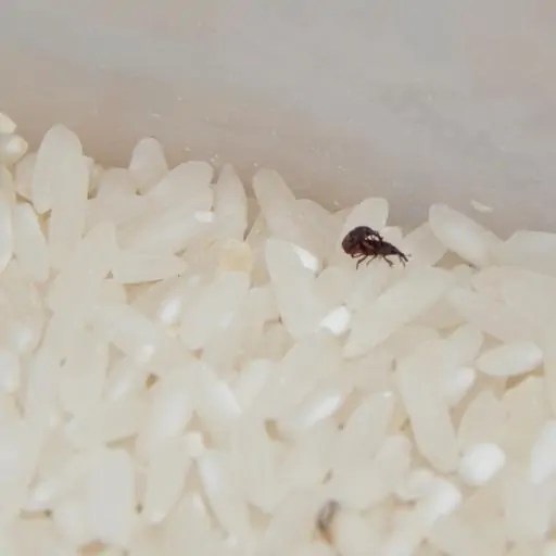 Bugs In Rice How To Get Rid Of A Rice Weevil Problem How I Get Rid Of