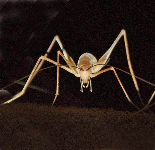 How To Get Rid Of The Spider Cricket How I Get Rid Of