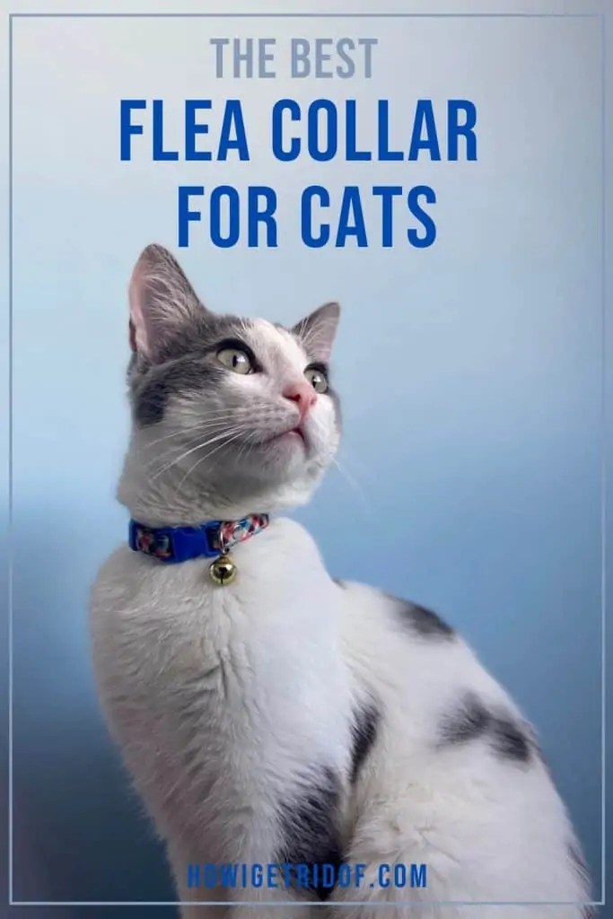 The Best Flea Collar For Cats How I Get Rid Of