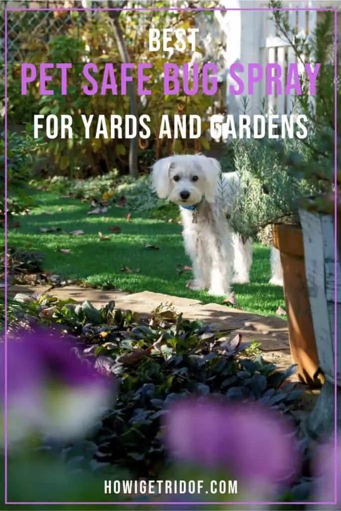 Best Pet Safe Bug Spray For Yards and Gardens How I Get Rid Of