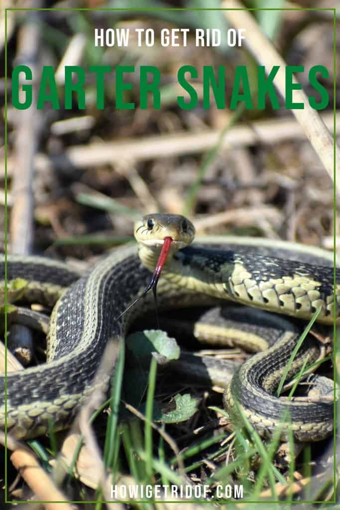 How To Get Rid Of Garter Snakes How I Get Rid Of