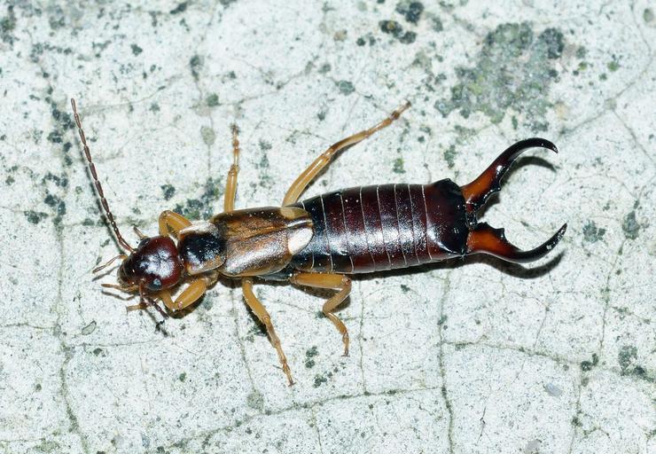 how to get rid of earwigs in your house reddit Swank Logbook Navigateur