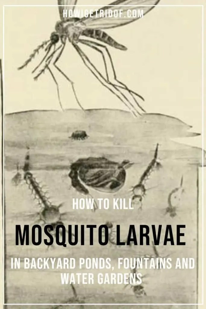 How To Kill Mosquito Larvae In Backyard Ponds, Fountains and Water