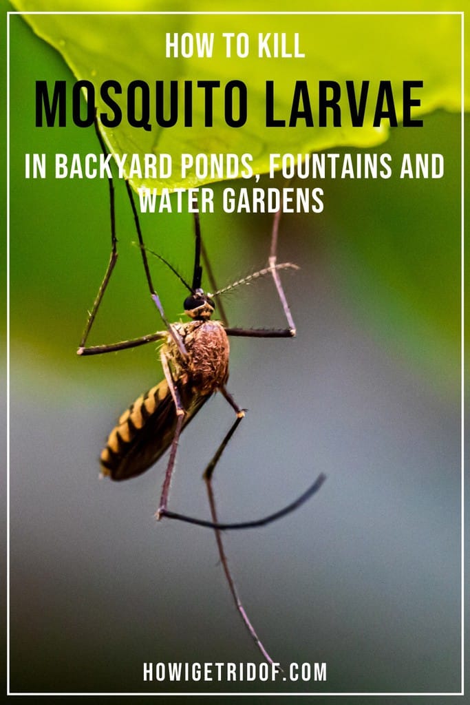 How To Kill Mosquito Larvae In Backyard Ponds, Fountains and Water