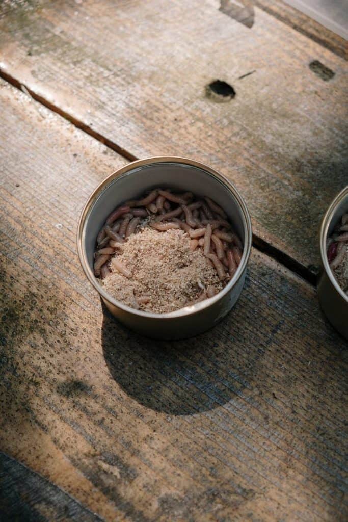 How To Kill Maggots In Trash Can Managing A Maggot Infestation How I Get Rid Of