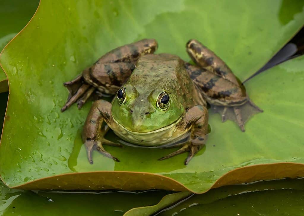 How To Get Rid Of Frogs How I Get Rid Of