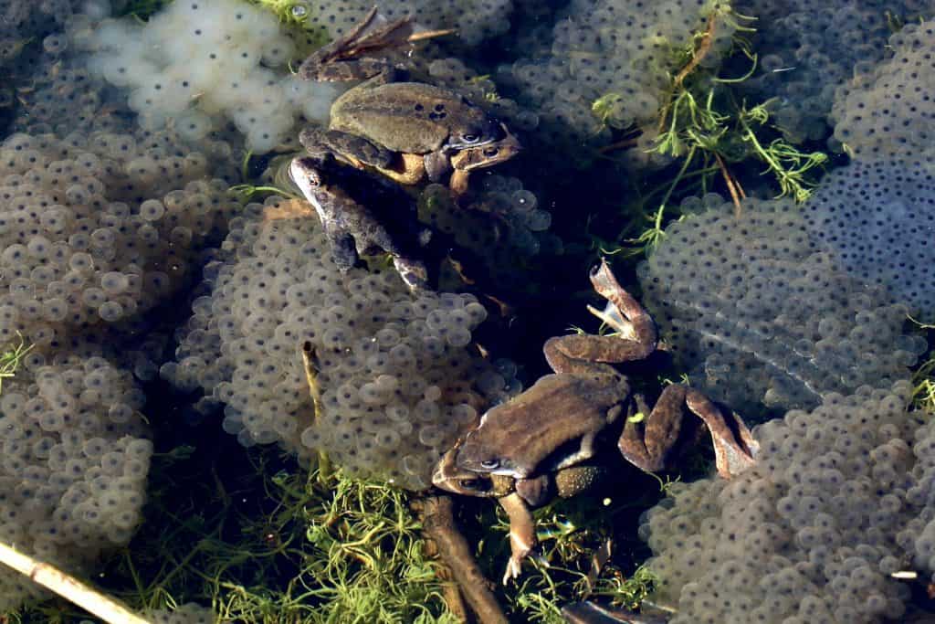 How To Get Rid Of Frogs How I Get Rid Of