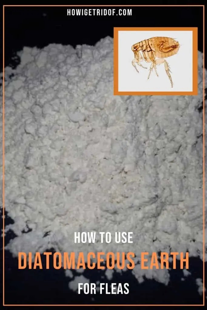 How To Use Diatomaceous Earth For Fleas How I Get Rid Of