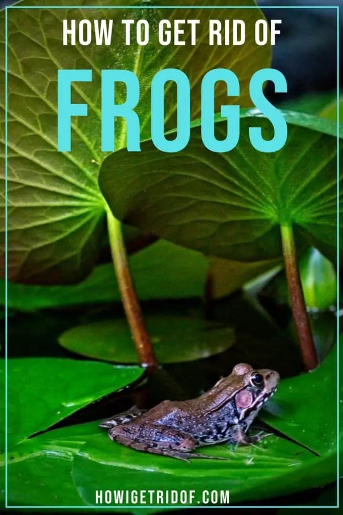 How To Get Rid Of Frogs How I Get Rid Of
