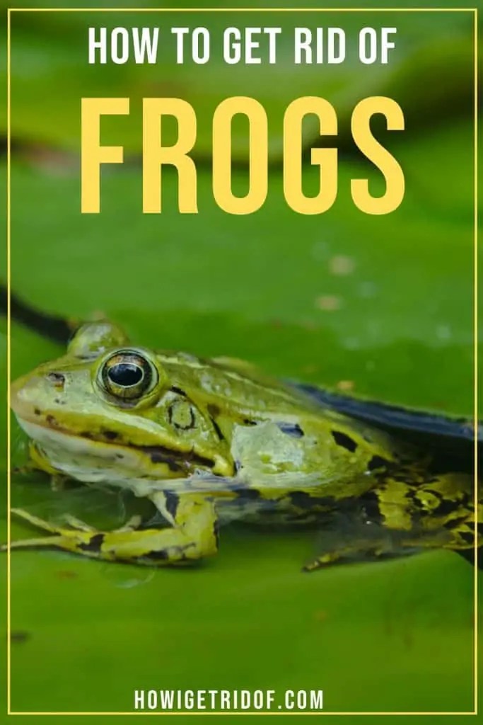 How To Get Rid Of Frogs How I Get Rid Of
